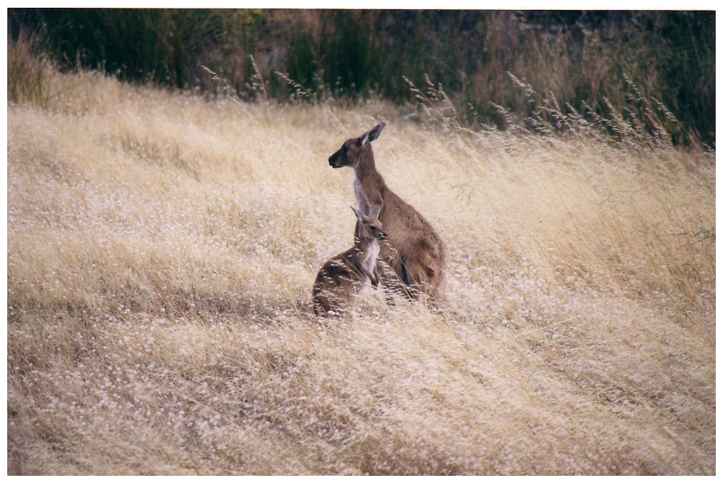 03 - The Flinders Ranges (22).jpg